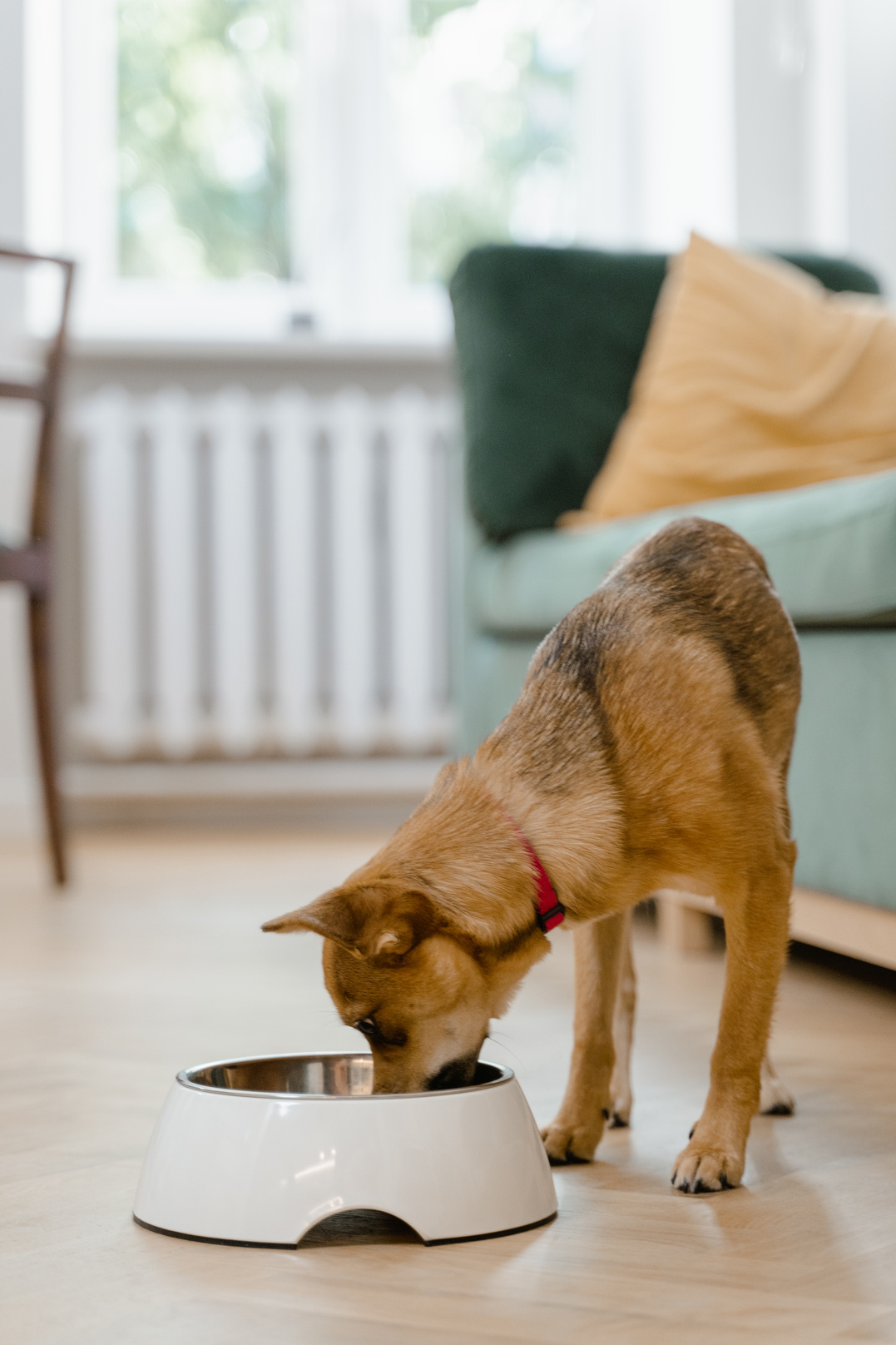 Dog eating kibble