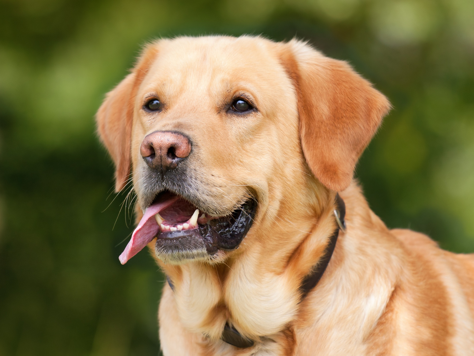 Healthy golden retriever